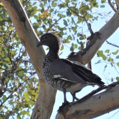 Chenonetta jubata (Australian Wood Duck) at Red Hill Nature Reserve - 15 May 2020 by JackyF