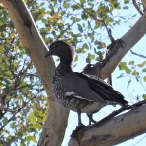 Chenonetta jubata at Deakin, ACT - 15 May 2020