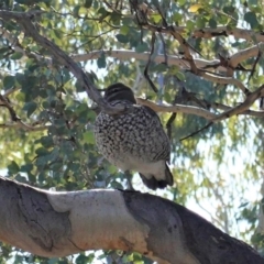 Chenonetta jubata at Deakin, ACT - 15 May 2020