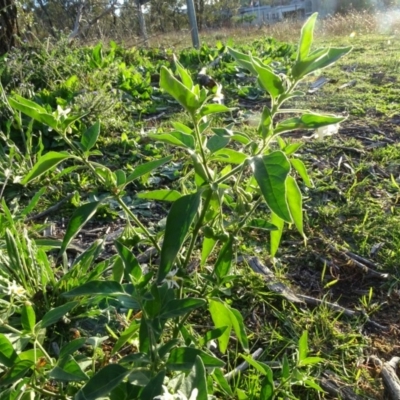 Solanum chenopodioides (Whitetip Nightshade) at Mount Mugga Mugga - 7 May 2020 by Mike