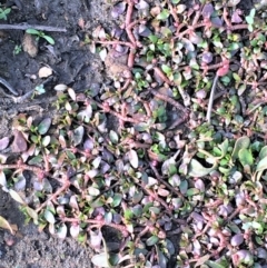 Elatine gratioloides (Waterwort) at Googong Foreshore - 17 May 2020 by JaneR