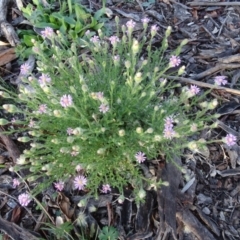 Vittadinia cuneata var. cuneata (Fuzzy New Holland Daisy) at O'Malley, ACT - 7 May 2020 by Mike