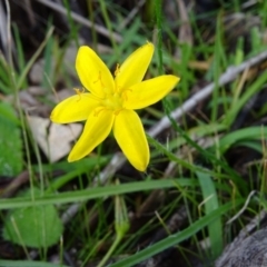 Hypoxis hygrometrica var. villosisepala (Golden Weather-grass) at Jerrabomberra, ACT - 7 May 2020 by Mike