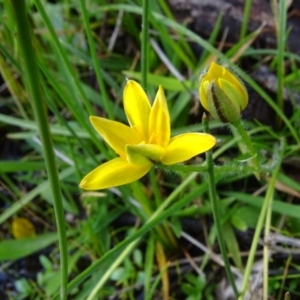 Hypoxis hygrometrica var. villosisepala at Jerrabomberra, ACT - 7 May 2020 03:48 PM