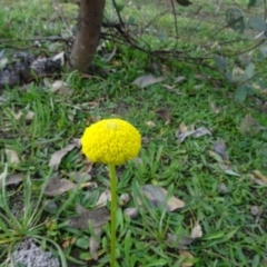 Craspedia variabilis (Common Billy Buttons) at O'Malley, ACT - 7 May 2020 by Mike