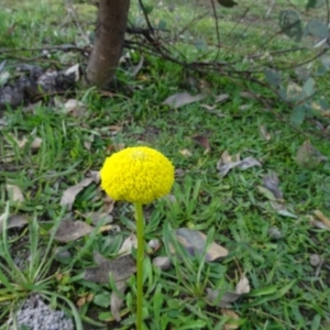 Craspedia variabilis at O'Malley, ACT - suppressed