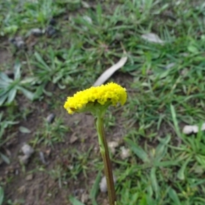 Craspedia variabilis at O'Malley, ACT - 7 May 2020