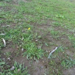 Craspedia variabilis at O'Malley, ACT - suppressed