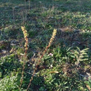 Acaena echinata at Fadden, ACT - 6 May 2020