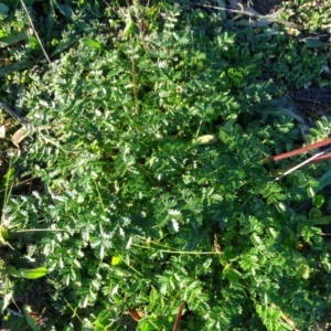 Acaena echinata at Fadden, ACT - 6 May 2020