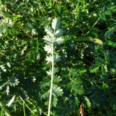 Acaena echinata at Fadden, ACT - 6 May 2020