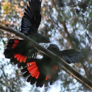 Calyptorhynchus lathami lathami at Moruya, NSW - suppressed