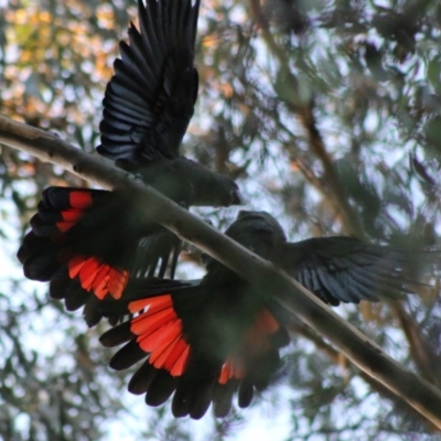 Calyptorhynchus lathami lathami (Glossy Black-Cockatoo) at Moruya, NSW - 16 May 2020 by LisaH