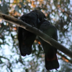 Calyptorhynchus lathami lathami at Moruya, NSW - suppressed