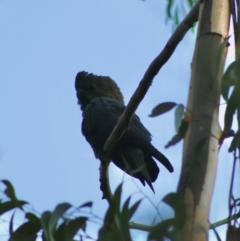 Calyptorhynchus lathami lathami at Moruya, NSW - suppressed