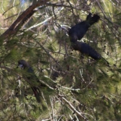 Calyptorhynchus lathami lathami at Moruya, NSW - suppressed