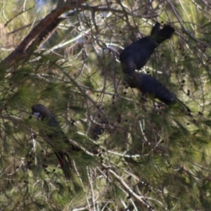 Calyptorhynchus lathami lathami at Moruya, NSW - suppressed