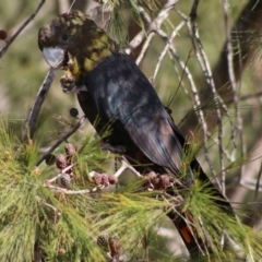 Calyptorhynchus lathami lathami (Glossy Black-Cockatoo) at Moruya, NSW - 16 May 2020 by LisaH