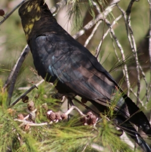 Calyptorhynchus lathami at Moruya, NSW - 16 May 2020