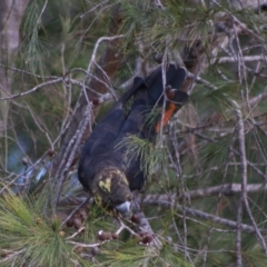 Calyptorhynchus lathami lathami at Moruya, NSW - suppressed