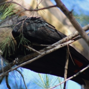 Calyptorhynchus lathami lathami at Moruya, NSW - suppressed