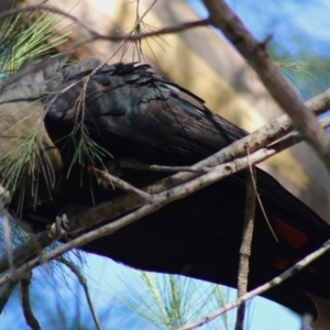 Calyptorhynchus lathami at Moruya, NSW - 16 May 2020