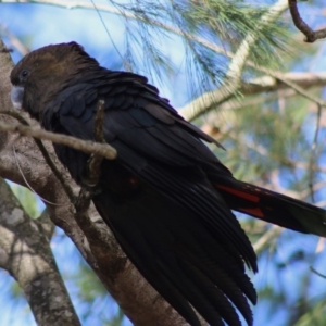 Calyptorhynchus lathami at Moruya, NSW - 16 May 2020