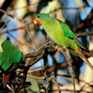 Lathamus discolor at Hackett, ACT - suppressed