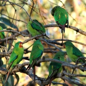 Lathamus discolor at Hackett, ACT - 9 Apr 2005