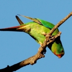 Lathamus discolor at Hackett, ACT - 9 Apr 2005