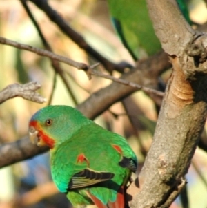 Lathamus discolor at Hackett, ACT - 9 Apr 2005