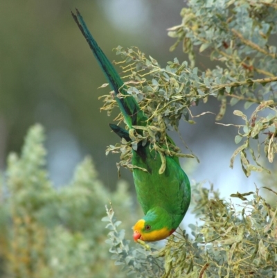 Polytelis swainsonii (Superb Parrot) at Mount Rogers - 19 Dec 2005 by Harrisi