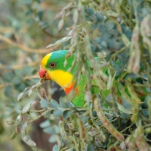 Polytelis swainsonii at Fraser, ACT - 19 Dec 2005