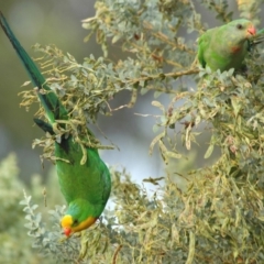 Polytelis swainsonii at Fraser, ACT - 19 Dec 2005