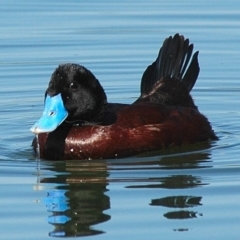 Oxyura australis at Fyshwick Sewerage Treatment Plant - 12 Mar 2005