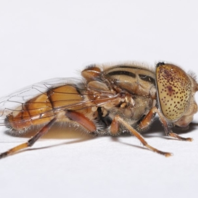 Eristalinus punctulatus (Golden Native Drone Fly) at Evatt, ACT - 12 May 2020 by TimL