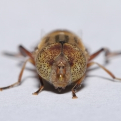 Eristalinus punctulatus at Evatt, ACT - 13 May 2020