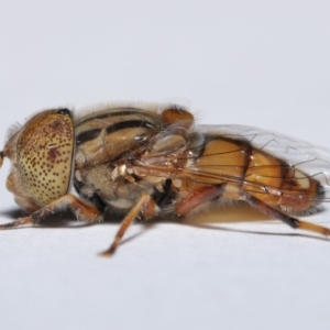 Eristalinus punctulatus at Evatt, ACT - 13 May 2020 08:03 AM