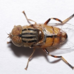 Eristalinus punctulatus at Evatt, ACT - 13 May 2020