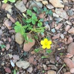 Oxalis sp. (Wood Sorrel) at Googong Foreshore - 17 May 2020 by JaneR