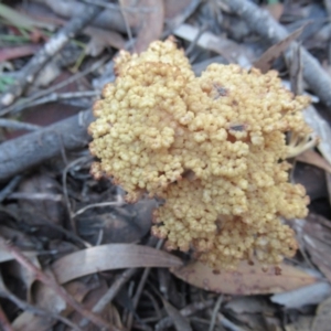 Ramaria capitata var. capitata at Cotter River, ACT - 17 May 2020