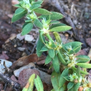 Paronychia brasiliana at Burra, NSW - 17 May 2020