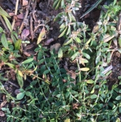 Paronychia brasiliana at Burra, NSW - 17 May 2020