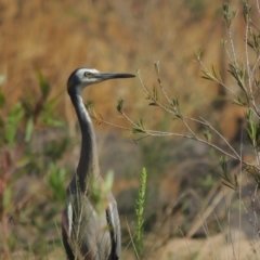 Egretta novaehollandiae (White-faced Heron) at Greenway, ACT - 22 Jan 2020 by MichaelBedingfield