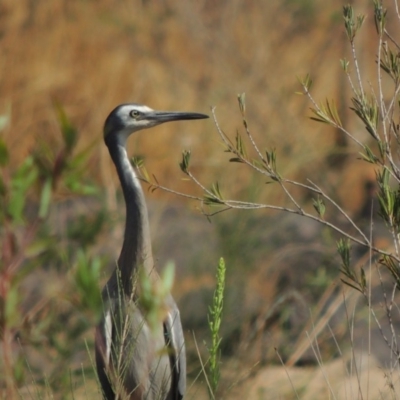 Egretta novaehollandiae (White-faced Heron) at Greenway, ACT - 22 Jan 2020 by michaelb