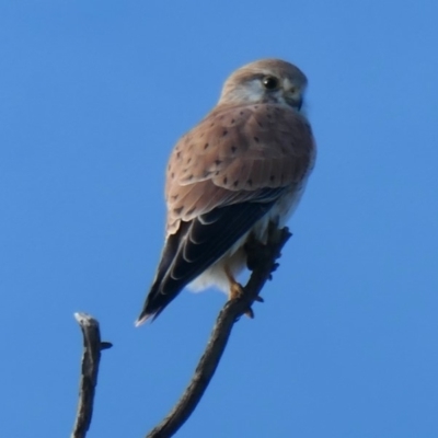 Falco cenchroides (Nankeen Kestrel) at Molonglo River Reserve - 17 May 2020 by Hutch68