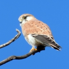 Falco cenchroides at Molonglo River Reserve - 18 May 2020 09:00 AM