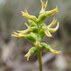 Corunastylis cornuta (Horned Midge Orchid) at Aranda, ACT - 5 Apr 2014 by AaronClausen