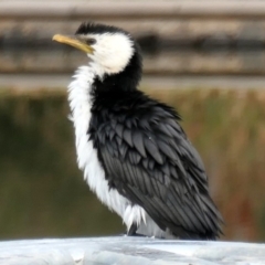 Microcarbo melanoleucos (Little Pied Cormorant) at Coombs, ACT - 18 May 2020 by Hutch68