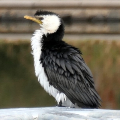 Microcarbo melanoleucos (Little Pied Cormorant) at Coombs, ACT - 17 May 2020 by Hutch68